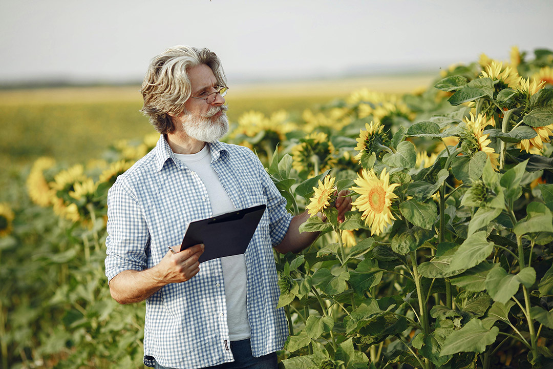 Das - Consultoria Agroalimentaria y Medioambiental - Girasoles