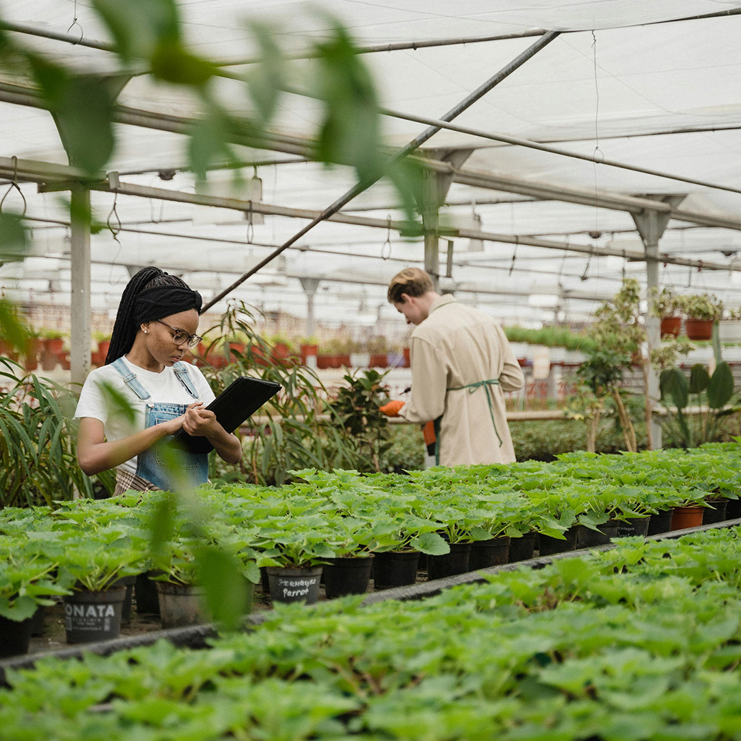 Das - Consultoria Agroalimentaria y Medioambiental - Invernadero