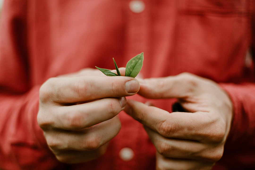 Das - Consultoria Agroalimentaria y Medioambiental - Planta mano