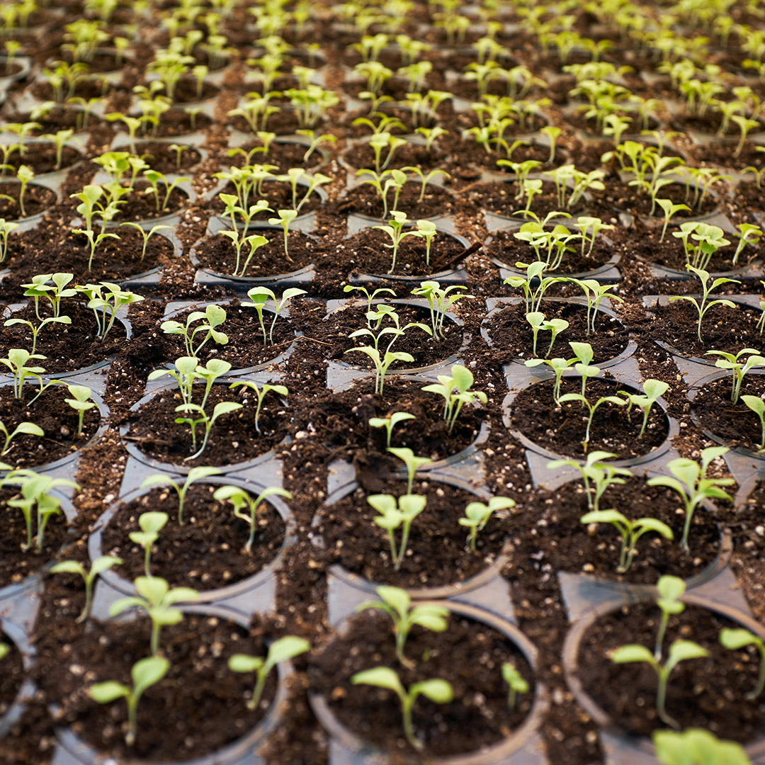 Das - Consultoria Agroalimentaria y Medioambiental - Vivero